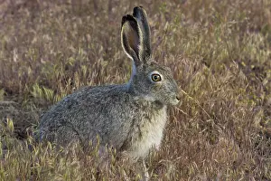 Whitetail: White-tailed jackrabbit (Lepus townsendii). Montana. June