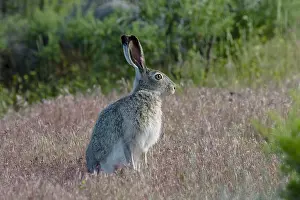 Whitetail: White-tailed jackrabbit (Lepus townsendii). Montana. June