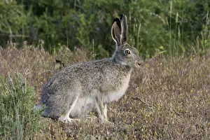 Hares: White-tailed jackrabbit (Lepus townsendii). Montana. June