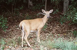 Twala Trust Asbl: White-tailed Key DEER - a sub-species
