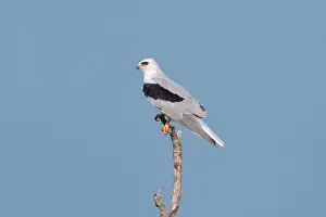Elanus: White-tailed Kite / Black-shouldered Kite