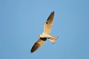 Elanus: White-tailed Kite / Black-shouldered Kite - in flight