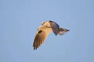 Elanus: White-tailed Kite / Black-shouldered Kite - in flight