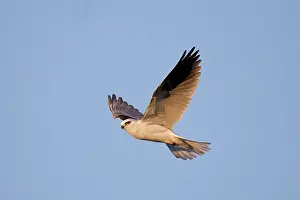 Elanus: White-tailed Kite / Black-shouldered Kite - in flight