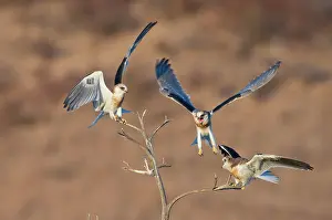 Screaming: White-tailed Kite siblings