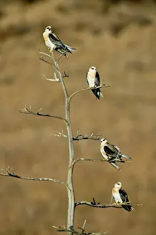 Siblings: White-tailed Kite Siblings