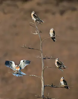 Siblings: Five white-tailed Kite Siblings