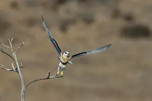 Shouldered: White-tailed Kite Takes Off