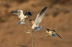 Trio: White-tailed Kite Trio