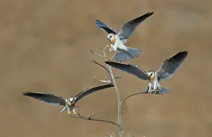 Screaming: White-tailed Kite young