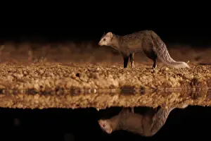 Oiseau: White-tailed mongoose (Ichneumia albicauda)