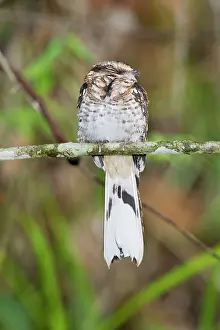 Trinidad: White-tailed nightjar (Caprimulgus cayennensis)