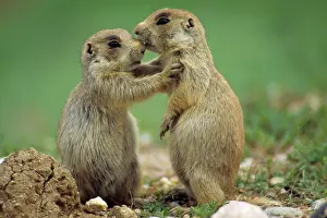 Stopping: White-tailed Prairie Dog - stopping their play