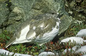 Tetraonidae: White Tailed Ptarmigan