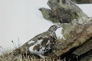 Transition: White-tailed Ptarmigan