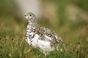 Tetraonidae: White-tailed Ptarmigan