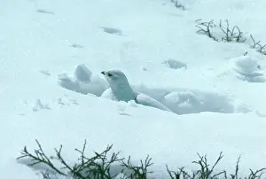Whitetailed: White-tailed Ptarmigan