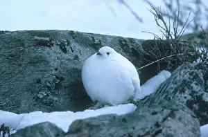 Tetraonidae: White-tailed Ptarmigan