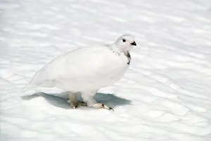 Tetraonidae: White-tailed Ptarmigan