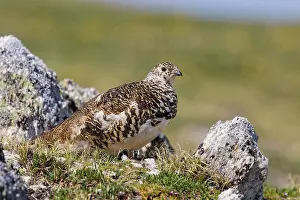 Leucura: White-tailed Ptarmigan - breeding male foraging above tree l