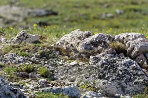 Leucura: White-tailed Ptarmigan - breeding male foraging above tree l