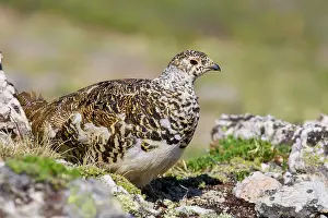 Leucura: White-tailed Ptarmigan - breeding male foraging above tree l
