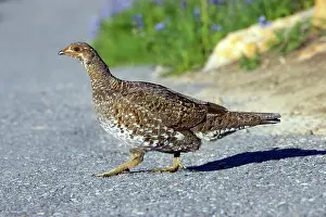 Leucurus: White tailed Ptarmigan - female crossing trail