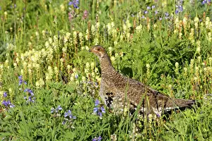 Leucurus: White-tailed Ptarmigan - female in subalpine flower meadow