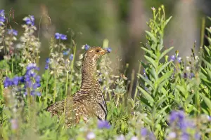 Leucurus: White-tailed Ptarmigan - female in subalpine flower meadow