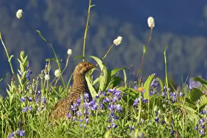 Leucurus: White-tailed Ptarmigan - female in subalpine flower meadow