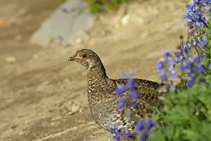 Leucurus: White-tailed Ptarmigan - female in subalpine flower meadow