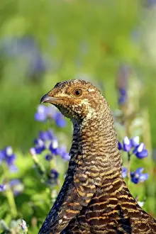 Leucurus: White tailed Ptarmigan - female in subalpine flower meadow