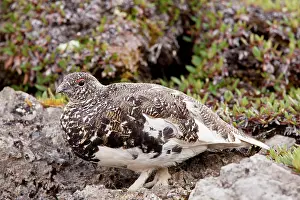Leucurus: White-tailed Ptarmigan - male in high alpine tundra