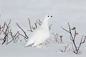 Leucurus: White-tailed Ptarmigan - male in snow