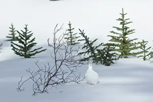 Leucurus: White-tailed Ptarmigan - male in snow
