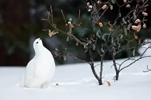 Leucurus: White-tailed Ptarmigan - in snow eating buds and