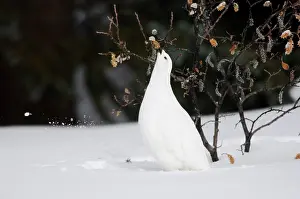 Leucurus: White-tailed Ptarmigan - in snow eating buds and