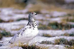 Leucurus: White-tailed Ptarmigan - On tundra