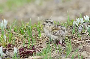 Leucurus: White-tailed Ptarmigan - young chick