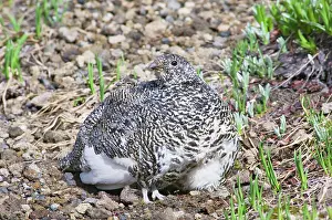 Leucurus: White-tailed Ptarmigans - hen is brooding chicks