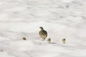 Leucurus: White-tailed Ptarmigans - hen with chicks crossing
