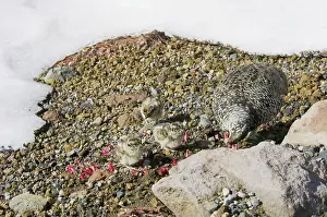 Leucurus: White-tailed Ptarmigans - hen is feeding on new