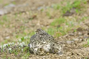 Leucurus: White-tailed Ptarmigans - hen warming young chicks