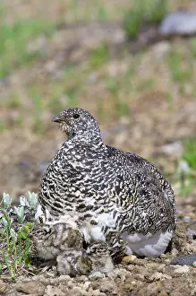 Leucurus: White-tailed Ptarmigans - mother with young chicks