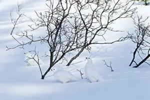 Leucurus: White-tailed Ptarmigans - in snow