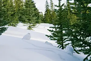 Leucurus: White-tailed Ptarmigans - in snow