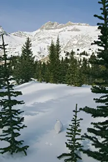 Leucurus: White-tailed Ptarmigans - in snow