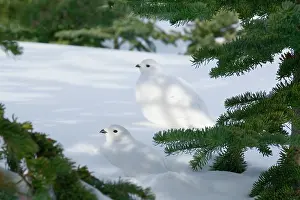 Leucurus: White-tailed Ptarmigans - in snow