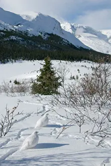 Treeline: White-tailed Ptarmigans - in snow - at around the