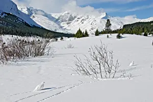 Treeline: White-tailed Ptarmigans - in snow - at around the